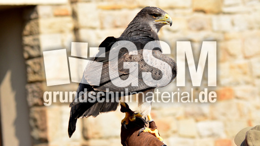 Kordillerenadler (4).jpg